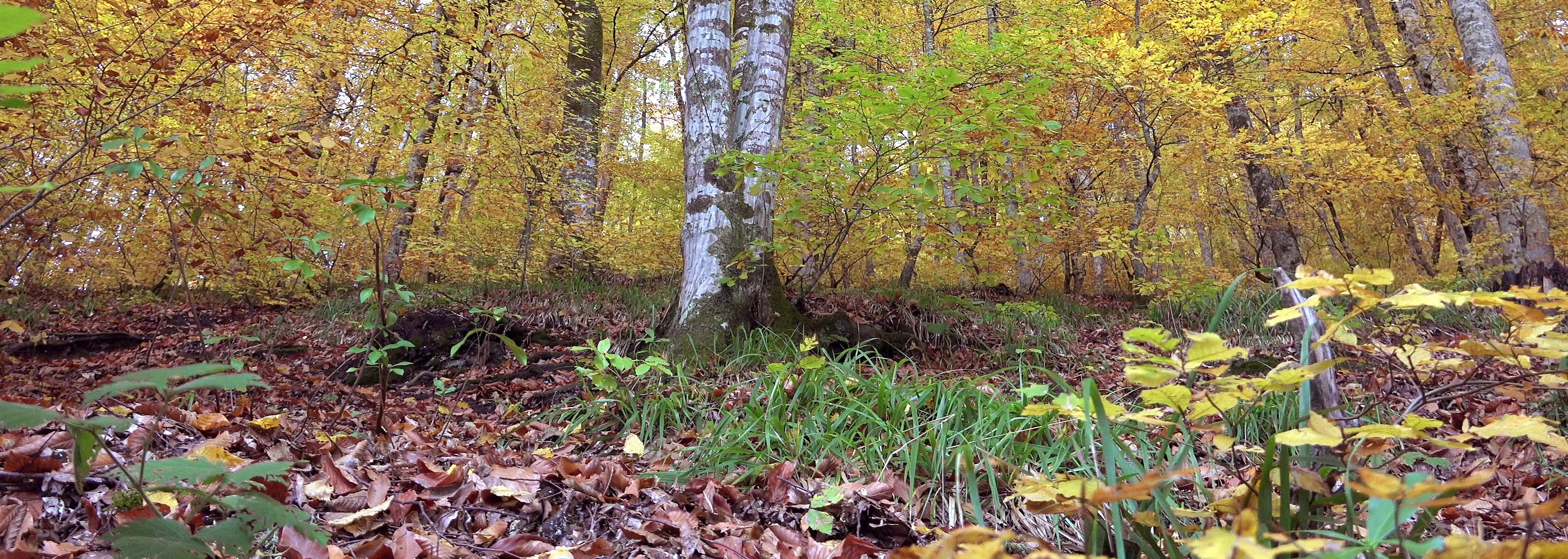 Birch tree and surrounded by green and yellow-leaved trees and a brown forest floor