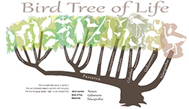 Researchers have worked out the evolutionary relationships of dozens of bird species. The findings add to the evidence that some traits &ndash; such as vocal learning or foot-propelled underwater diving &ndash; evolved independently among different groups of birds. Graphic by Julie McMahon