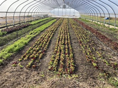 Picture of curved metal structures covered with greenhouse plastic that are ideal for growing plants on small urban farms.